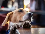 Dog at Commercial 