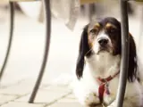 Dog at Commercial 