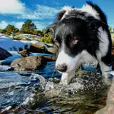 dog swimming in river