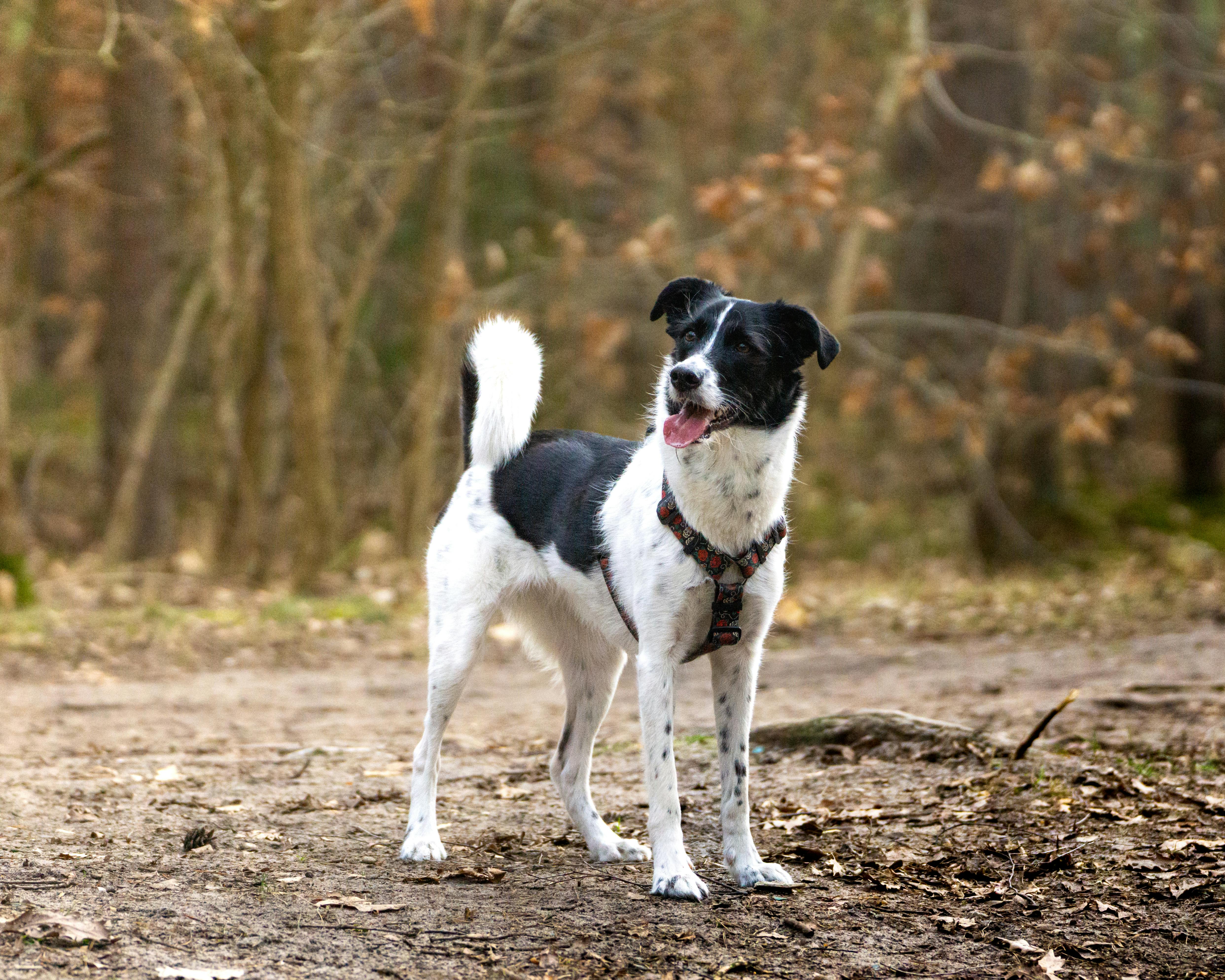 dog friendly hotel loch lomond